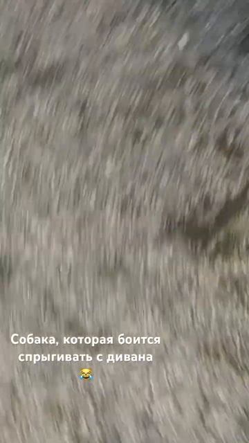 #mira #dog #maltese #bolonka #cute #собака #белаясобака #болонка #мальтезе #мира #мини #минисобачки смотреть онлайн