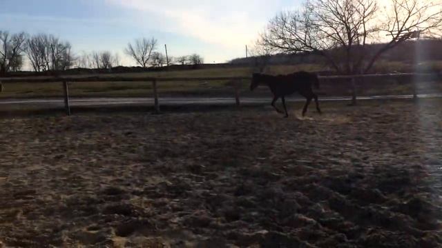 лошади / Фибула смотреть онлайн