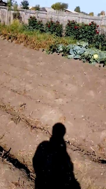 копаем картошку восьми сильным мотоблоком смотреть онлайн