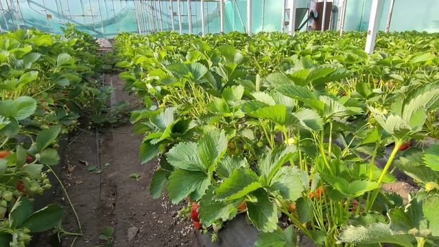 🍓Обзор сорта клубники АПРИКА🍓 06.05.2024. Ставрополь смотреть онлайн