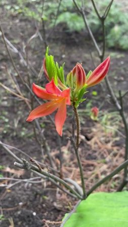 Рододендрон японский #цветы #garden #растения #садиогород #уход