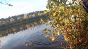 Жора жирует. Акулья поклёвка. Река Неман.