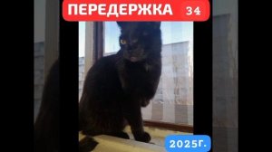 Очень серьезная Передержка с медобеспечением.  Иногда называем ее шутку" Лазарет" .