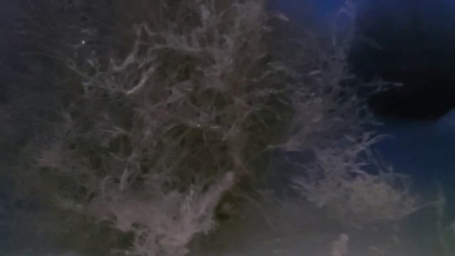 А у нас копчёная рыбка