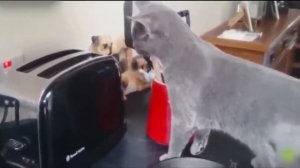 Кошки смешно пугаются / Смешные испуги кошек / Угарные КОШКИ