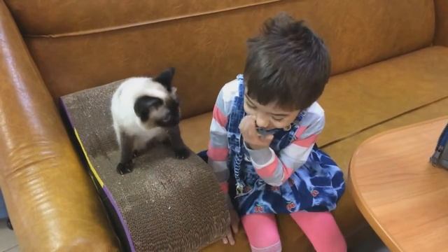 Детский реабилитационный центр 'Добродея' г Шахты  Фелинотерапия с кошками породы TOY BOB/2017 смотреть онлайн