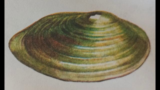 Молюски смотреть онлайн