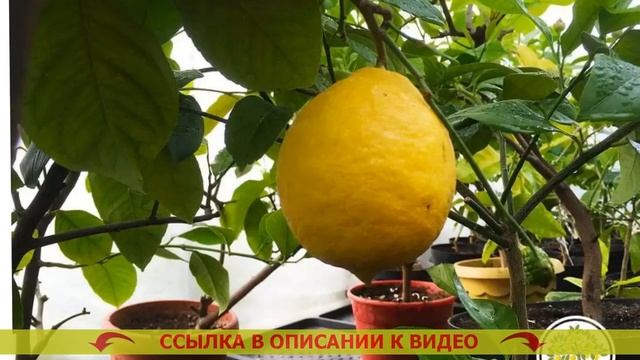 Где купить саженец лимона комнатный 💣 Лимон павловск