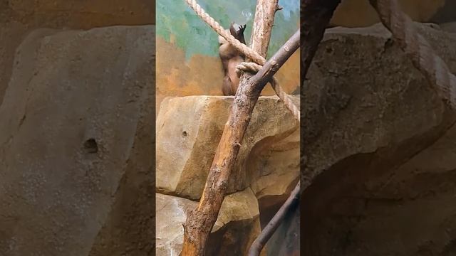 Обезьяна с бутылкой