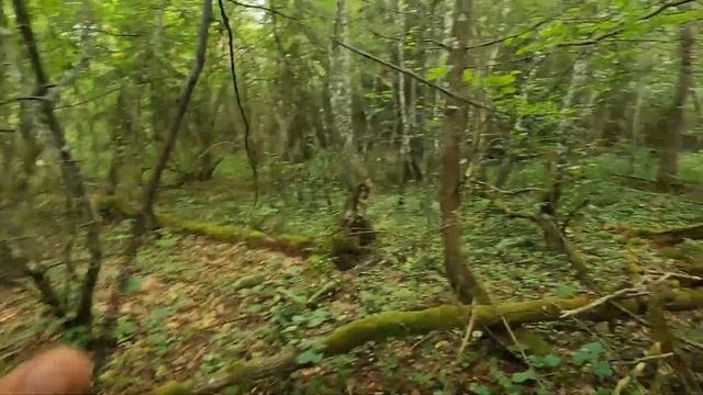 Лес 44 Скрофа.  Необычный бетонный блиндаж с НП (586).  2 июля 2023