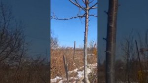 Можно ли прививать черешню на поросль вишни?