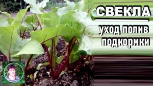 Выращивание свеклы Часть 2  Уход за свеклой в открытом грунте  Как поливать