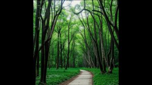 Безмятежный путь - музыка для медитации