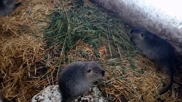 Якою масою має бути нутрія? Який має бути щомісячний приріст?Зважування 6 місячних самців 2 ліній. смотреть онлайн