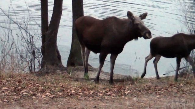 Moose on the Forest pond shore (Zarechniy, Russia) - "Лоси на Лесном пруду 21.11.17" (без музыки) смотреть онлайн