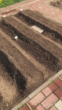 Весна пришла моркови
Быть
Уже пора ее открыть
На тёплой грядке не забыть.