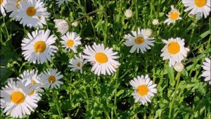 С.Рахманинов - "Здесь хорошо"