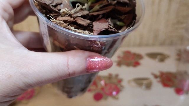 Результат спустя месяц после пересадки азиатских орхидей смотреть онлайн