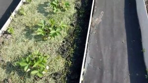 Высадила  томаты  и  перцы  в  открытый  грунт. Астры  и  цинии  посадила  в клумбу.