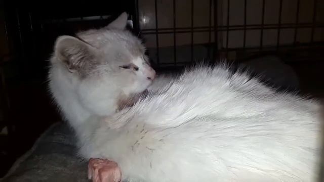 Снежок моется 1 смотреть онлайн