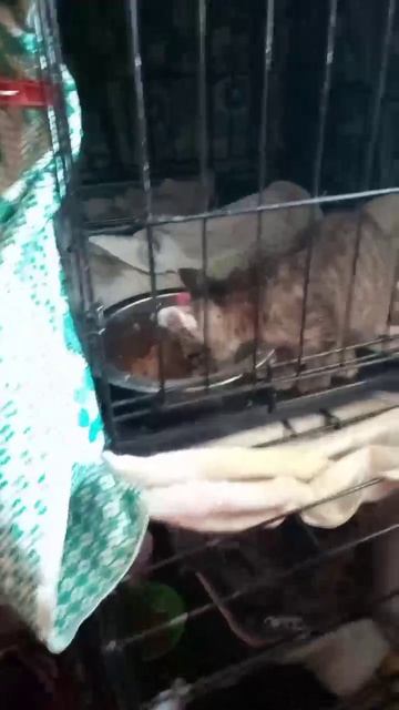 Котенок из подвала. Остался без матери. Один в холоде. Подвалы уже не отапливаются.Коты атаковали