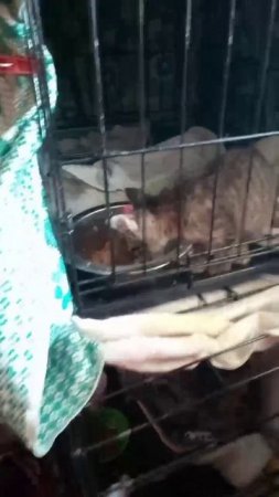 Котенок из подвала. Остался без матери. Один в холоде. Подвалы уже не отапливаются.Коты атаковали