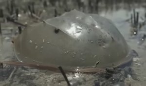 Мечехвост. Он пережил всё кроме сегодня