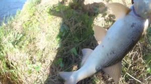 Жерех на раттлин. Месяц апрель.