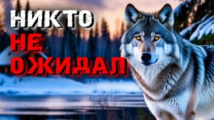 Спасенный волк отплатил невероятным способом — реальная история из тайги!