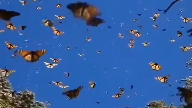 Канада,бабочка,метелик . смотреть онлайн