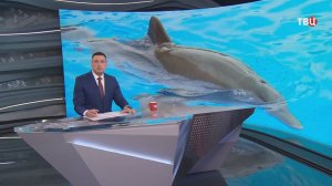В Севастополе выхаживают дельфина-белобочку / События на ТВЦ