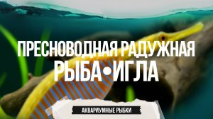 Пресноводная радужная рыба-игла