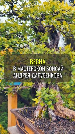 Весна в мастерской бонсай