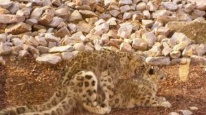 Ирбис, снежный барс