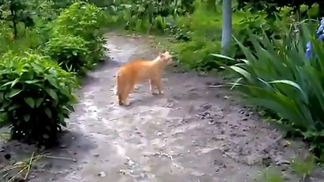 Как коты умеют разговаривать