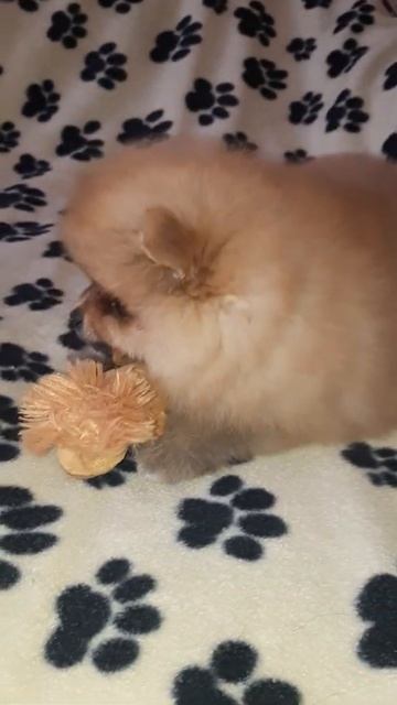 Продаётся щенок померанского шпица смотреть онлайн