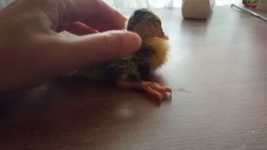 Можете нас поздравить! Началось вылупление утят с яиц, на которых сидела курица квочка! Ура!!!