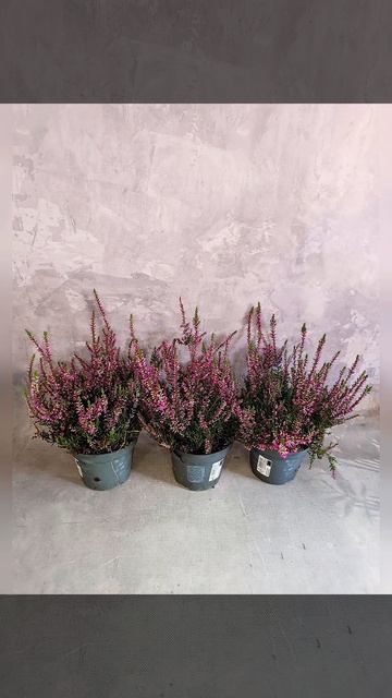 Вереск Калуна Пинк, цена 165 гривен! Бронь в вайбер 099678235 смотреть онлайн