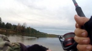 Жерех жадно схабал пилькер.