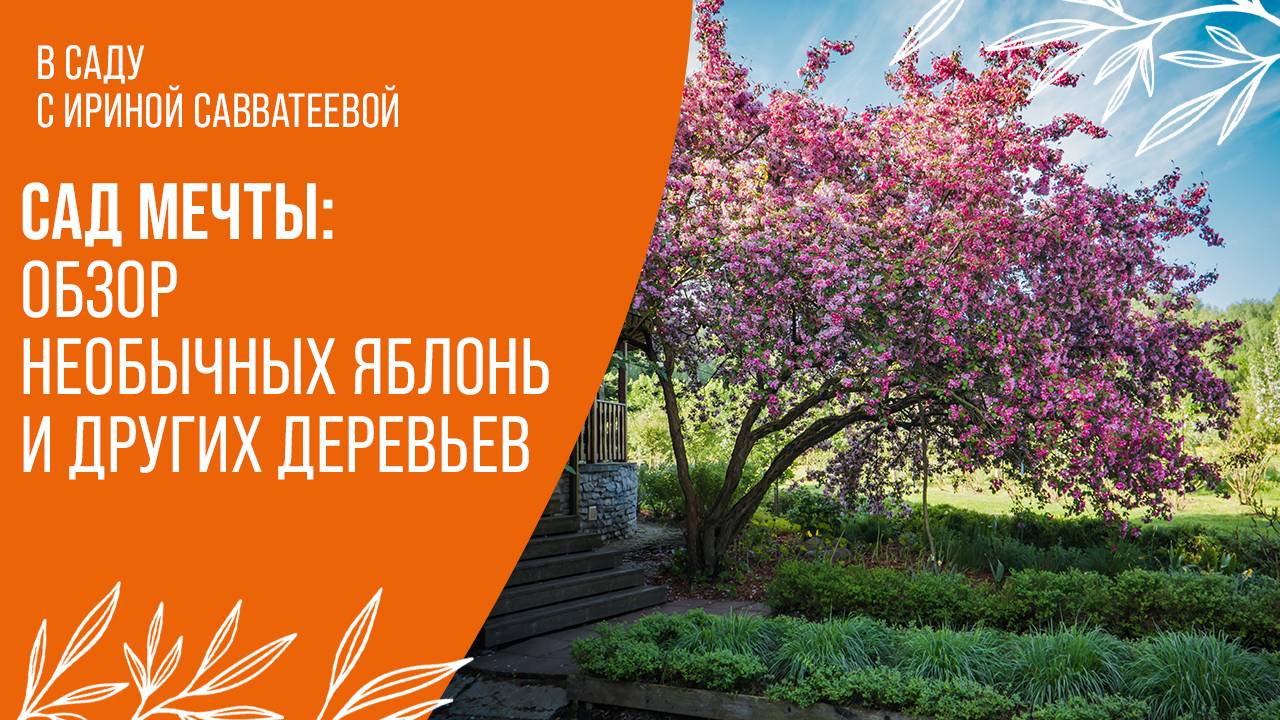 Яркие акценты в саду: обзор редких  яблонь, вишен и кленов