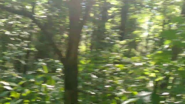 Прогулка в лесопарке в Подмосковье/Разходка в горски парк в Московска област 16.06.2021 смотреть онлайн