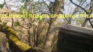 Поставил ловушки на пчёл, неусидел дома