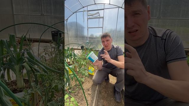 Чем подкормить рассаду