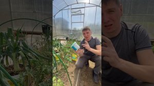 Чем подкормить рассаду