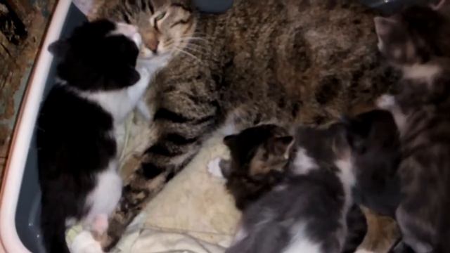 Кошка Дина и ее малыши смотреть онлайн