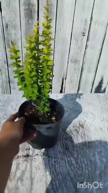 Барбарис Тунберга "Эректа" , С2 смотреть онлайн