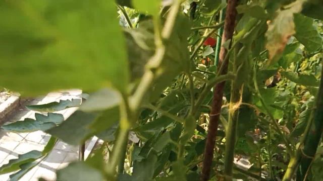 2 августа!Обзор моего двора и огорода!