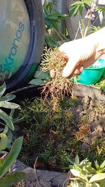 Как размножить тую на своем приусадебном или дачном у?