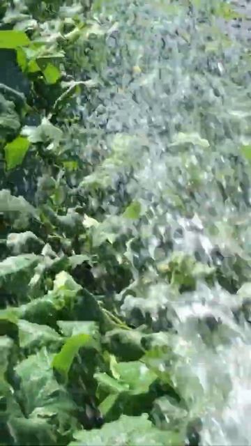 #выходные #жара #дача #полив #собака #лето #новичок #огор смотреть онлайн