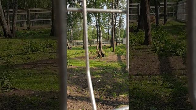 Заповедник Зюраткуль мараловая ферма новорождённый оленёнок